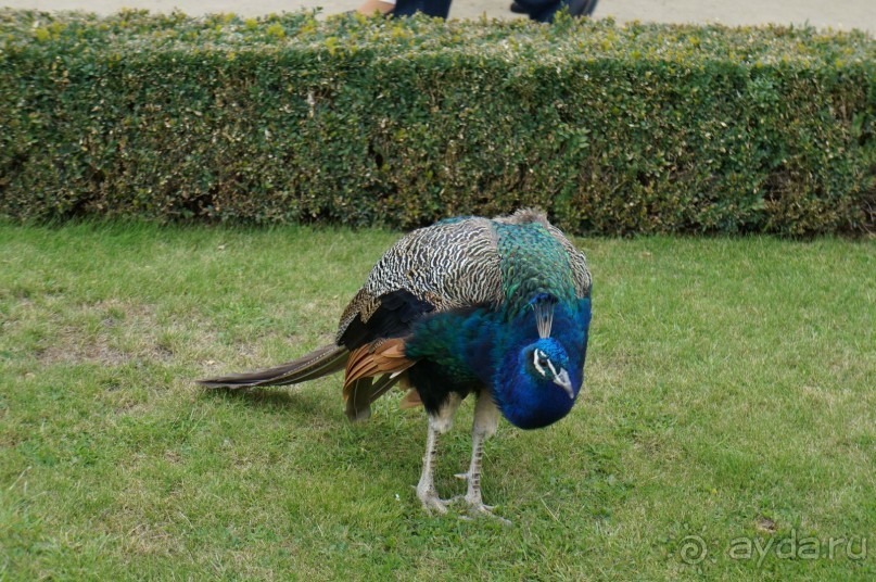 Прага, оказывается, совсем рядом)