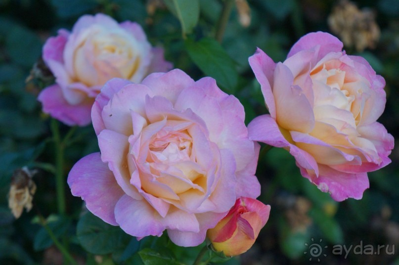 Прага, оказывается, совсем рядом)