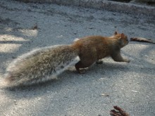 Невероятные Ниагарские водопады