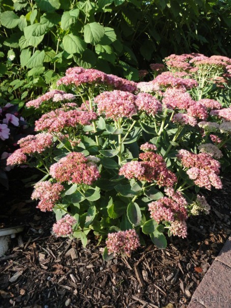 Невероятные Ниагарские водопады