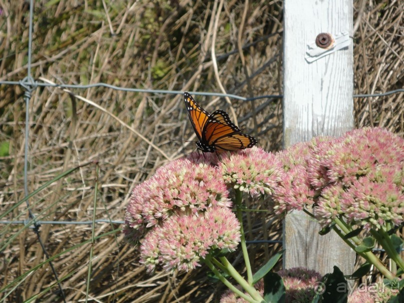 Невероятные Ниагарские водопады