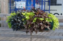 Не будет скучно в Нескучном саду