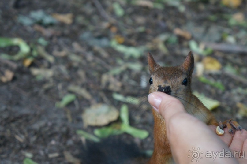 Не будет скучно в Нескучном саду