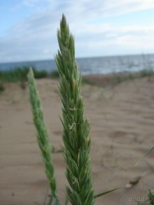 Кусочек Финляндии в России