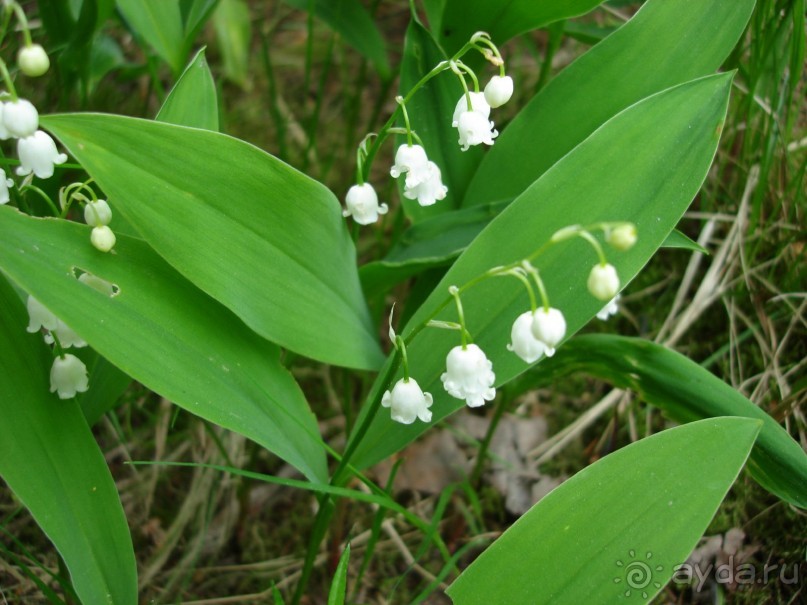 Кусочек Финляндии в России