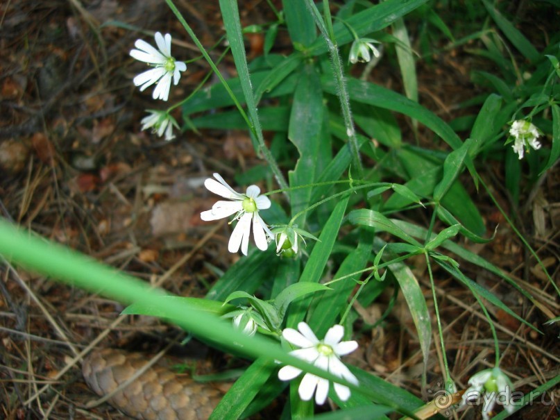 Кусочек Финляндии в России