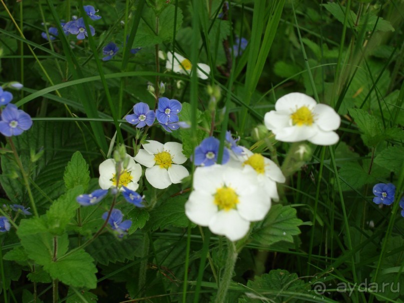 Кусочек Финляндии в России