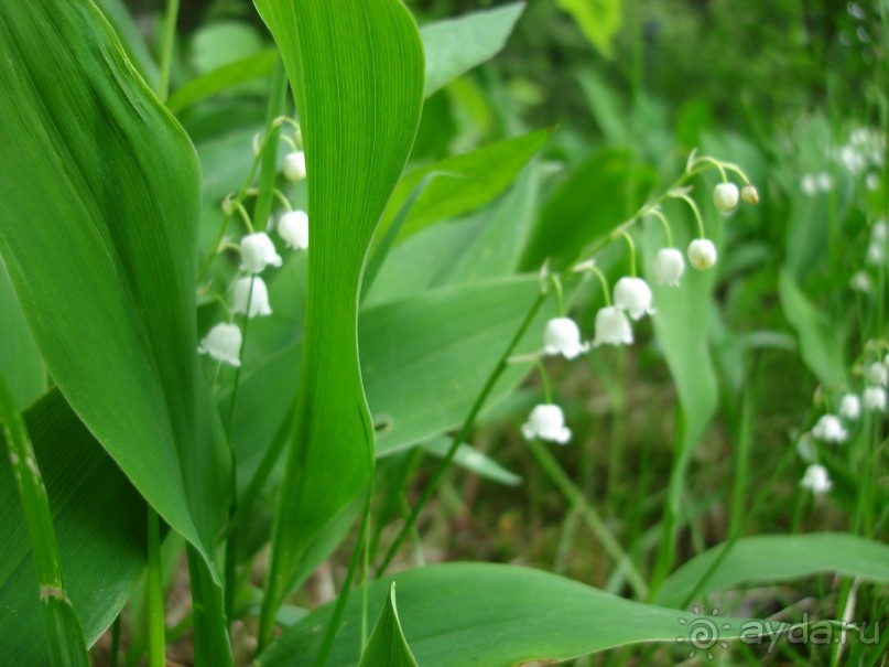 Кусочек Финляндии в России