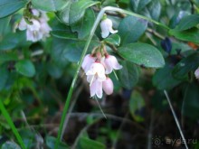 Кусочек Финляндии в России