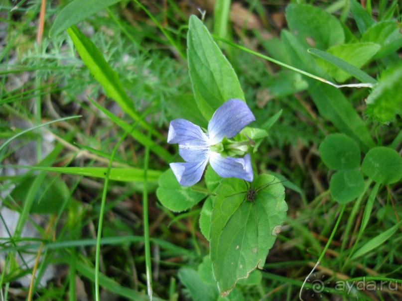 Кусочек Финляндии в России