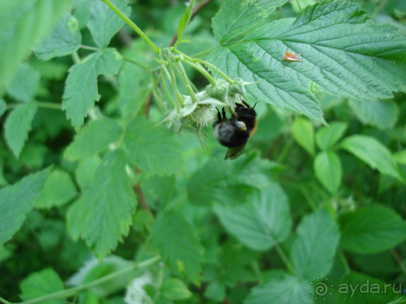 Кусочек Финляндии в России