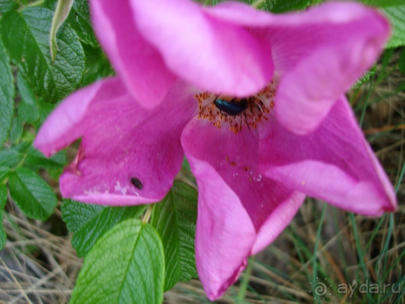 Кусочек Финляндии в России