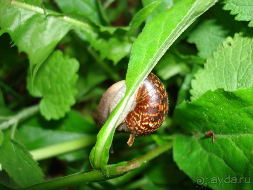 Кусочек Финляндии в России