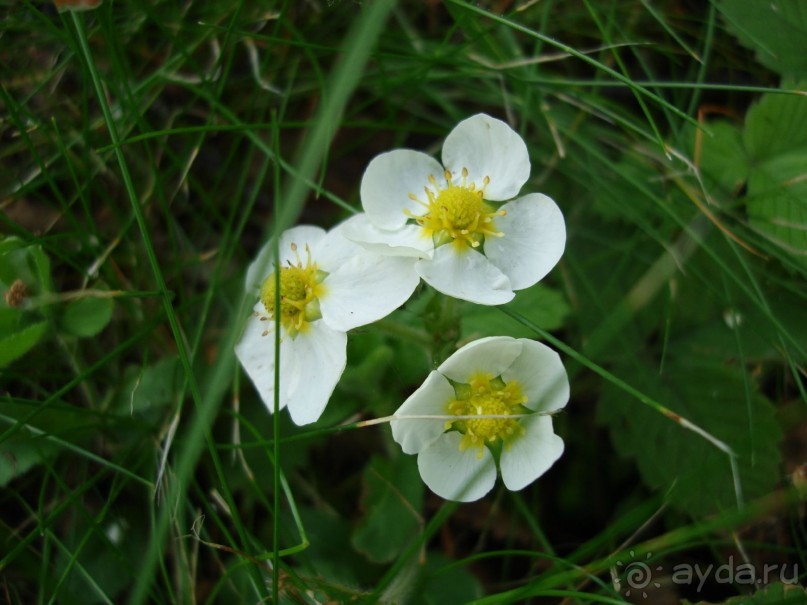 Кусочек Финляндии в России