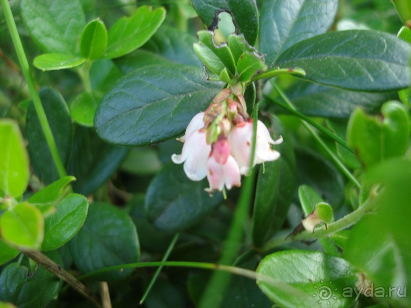 Кусочек Финляндии в России