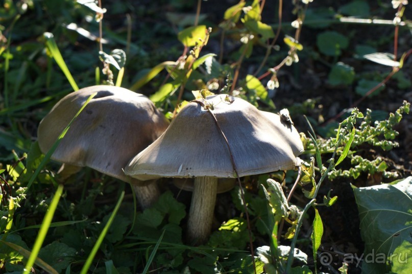 Маленький польский городок Радзеёвице