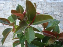 Жаркий и соленый Израиль