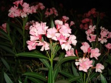 Жаркий и соленый Израиль