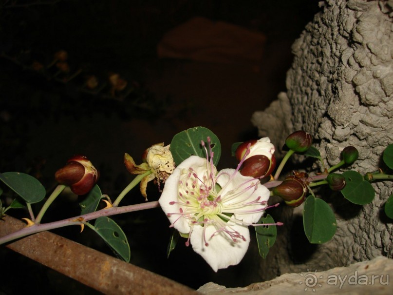 Жаркий и соленый Израиль