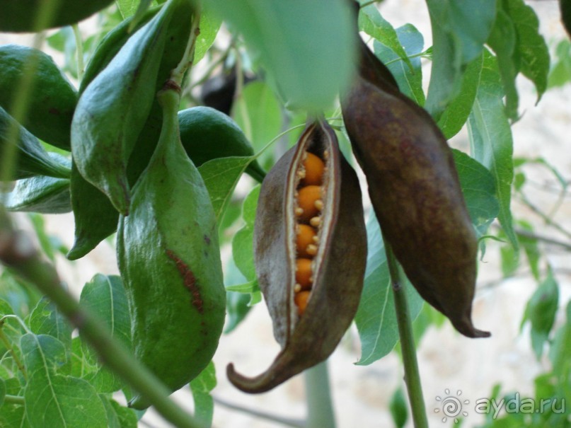 Жаркий и соленый Израиль