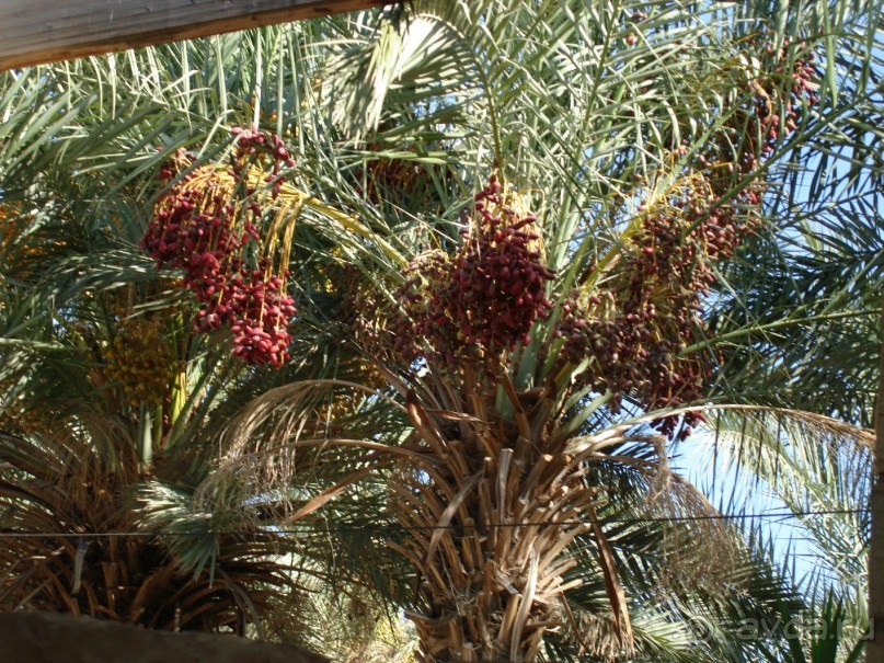 Жаркий и соленый Израиль