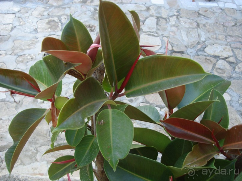 Жаркий и соленый Израиль