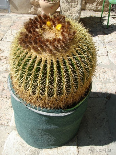 Жаркий и соленый Израиль