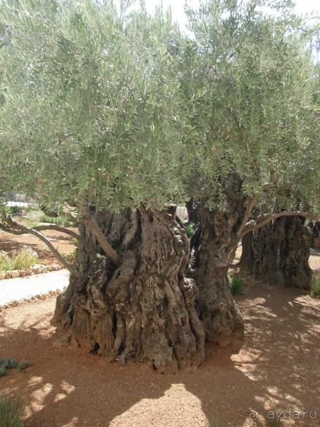Жаркий и соленый Израиль