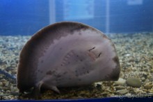 Океанариум "Морской аквариум" на Чистых прудах в Москве