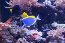 Океанариум "Морской аквариум" на Чистых прудах в Москве