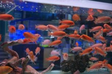 Океанариум "Морской аквариум" на Чистых прудах в Москве