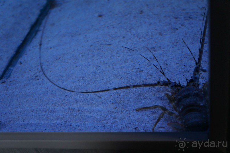 Океанариум "Морской аквариум" на Чистых прудах в Москве