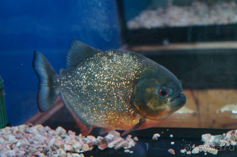 Океанариум "Морской аквариум" на Чистых прудах в Москве