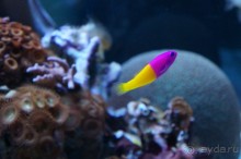 Океанариум "Морской аквариум" на Чистых прудах в Москве