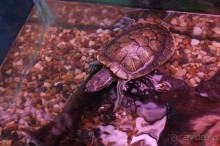 Океанариум "Морской аквариум" на Чистых прудах в Москве