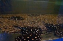 Океанариум "Морской аквариум" на Чистых прудах в Москве