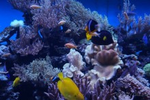 Океанариум "Морской аквариум" на Чистых прудах в Москве