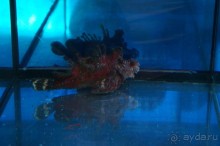 Океанариум "Морской аквариум" на Чистых прудах в Москве