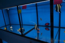 Океанариум "Морской аквариум" на Чистых прудах в Москве