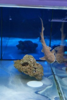 Океанариум "Морской аквариум" на Чистых прудах в Москве