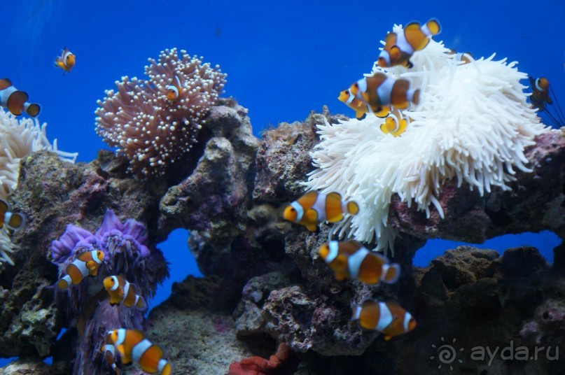 Океанариум "Морской аквариум" на Чистых прудах в Москве