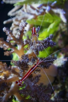 Океанариум "Морской аквариум" на Чистых прудах в Москве