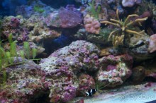 Океанариум "Морской аквариум" на Чистых прудах в Москве