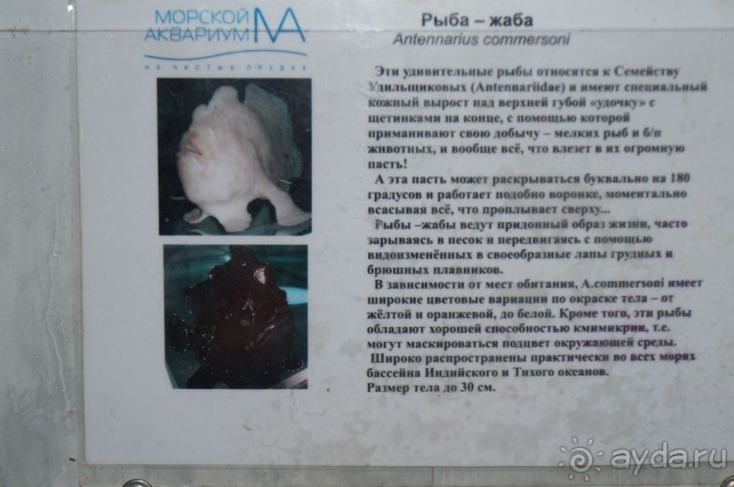 Океанариум "Морской аквариум" на Чистых прудах в Москве