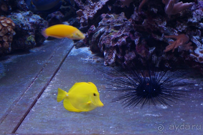 Океанариум "Морской аквариум" на Чистых прудах в Москве