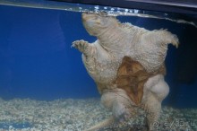 Океанариум "Морской аквариум" на Чистых прудах в Москве