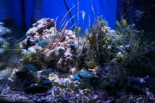 Океанариум "Морской аквариум" на Чистых прудах в Москве