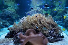 Океанариум "Морской аквариум" на Чистых прудах в Москве