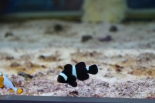 Океанариум "Морской аквариум" на Чистых прудах в Москве