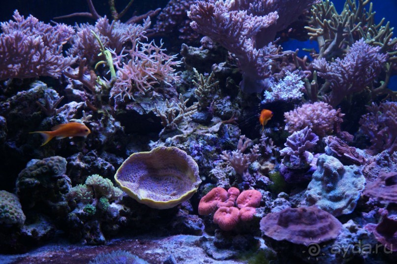 Океанариум "Морской аквариум" на Чистых прудах в Москве